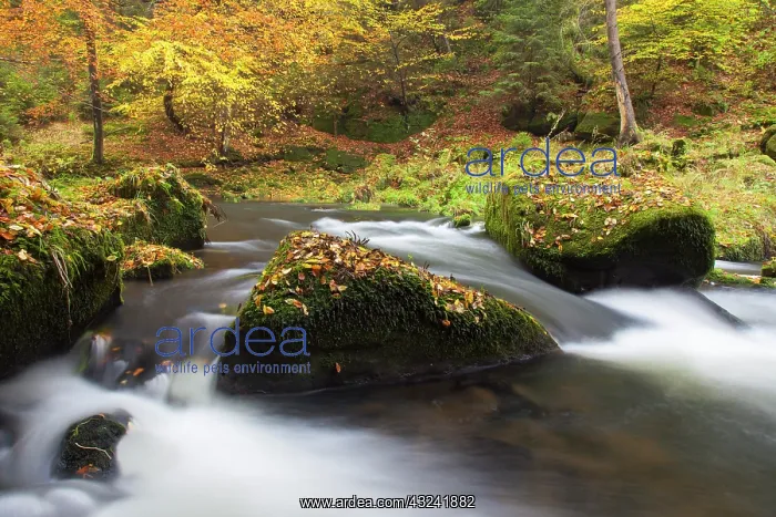 : Kamnitz Gorge Kamnitz Stream in autumn Kamnitz Gorge, B : Kamnitz Gorge Kamnitz Stream in autumn Kamnitz Gorge, B