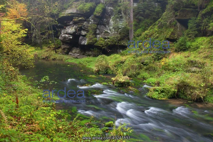 : Kamnitz Gorge Kamnitz Stream in autumn Kamnitz Gorge, B : Kamnitz Gorge Kamnitz Stream in autumn Kamnitz Gorge, B