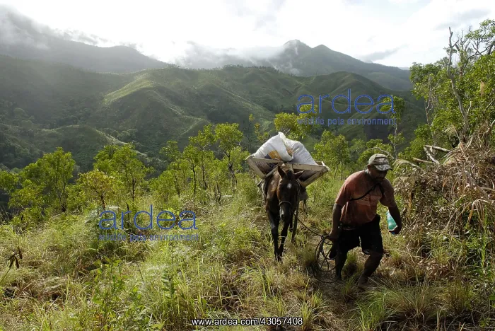 : A Kanak and a pack horse carrying mulch : A Kanak and a pack horse carrying mulch