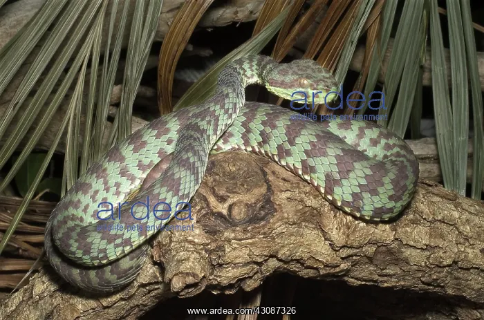 : Kanburian Pitviper : Kanburian Pitviper