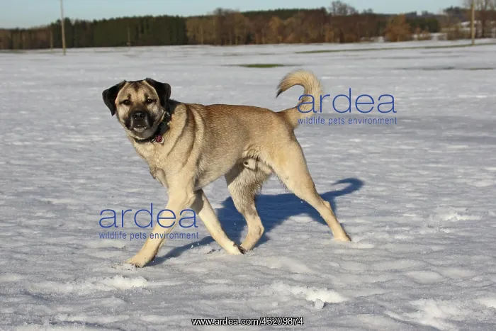 : Kangal, Anatolian guard dog in the snow, Allgcu : Kangal, Anatolian guard dog in the snow, Allgcu