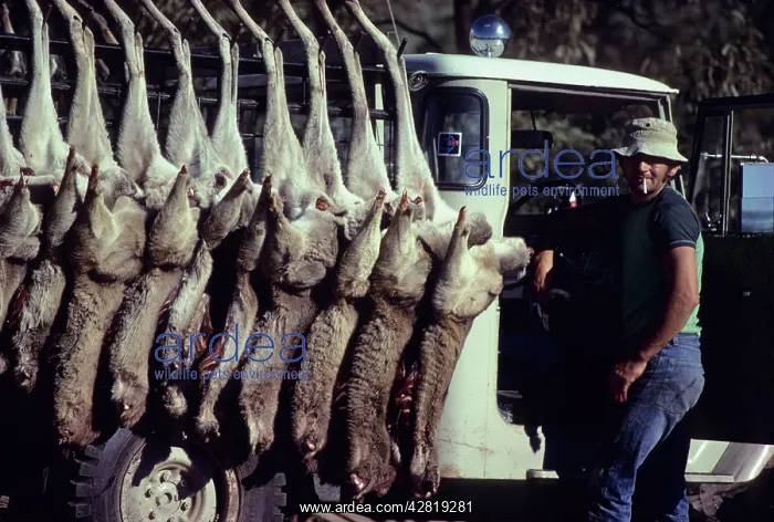 : Kangaroo Hunter - Eastern Grey Kangaroos hung up : Kangaroo Hunter - Eastern Grey Kangaroos hung up