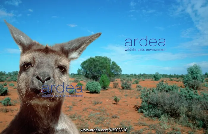 : Kangaroo Island Kangaroo : Kangaroo Island Kangaroo