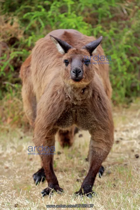 : Kangaroo Island kangaroo (Macropus fuliginosus fuliginosus) : Kangaroo Island kangaroo (Macropus fuliginosus fuliginosus)
