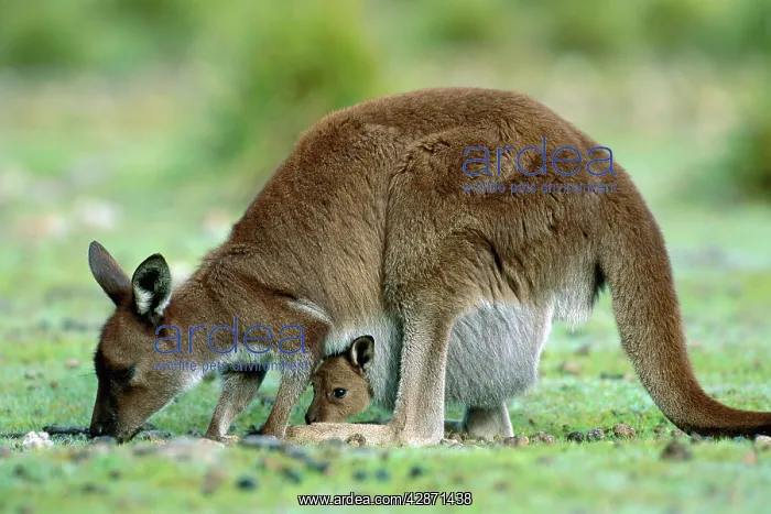 : Kangaroo Island Western Grey Kangaroo : Kangaroo Island Western Grey Kangaroo