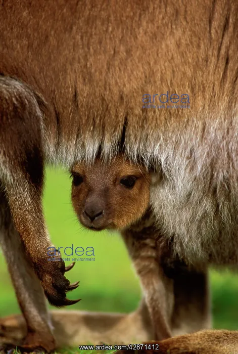 : Kangaroo Island Western Grey Kangaroo - joey in pouch : Kangaroo Island Western Grey Kangaroo - joey in pouch