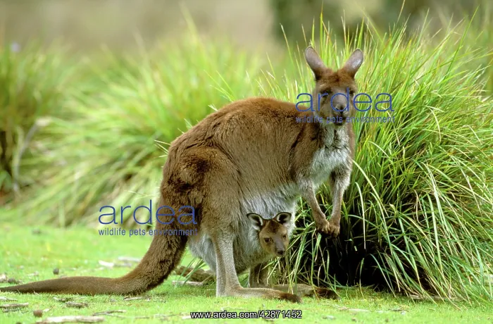 : Kangaroo Island Western Grey Kangaroo - Mother : Kangaroo Island Western Grey Kangaroo - Mother