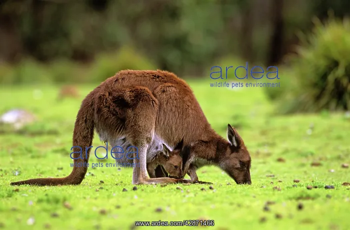 : Kangaroo Island Western Grey Kangaroo - Mother : Kangaroo Island Western Grey Kangaroo - Mother
