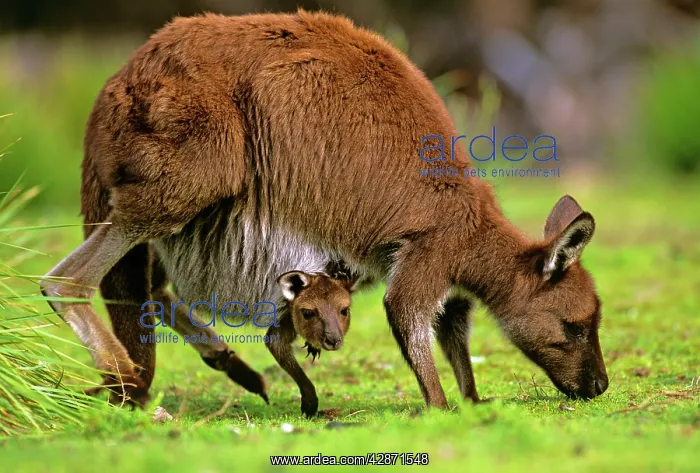 : Kangaroo Island Western Grey Kangaroo - Mother : Kangaroo Island Western Grey Kangaroo - Mother