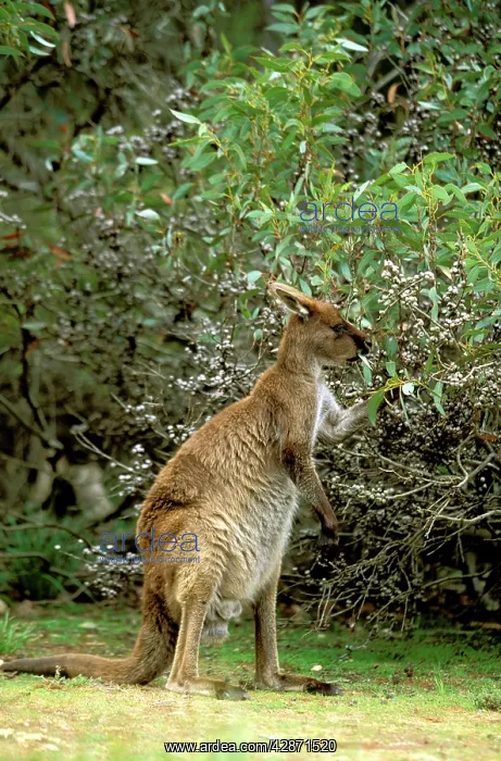 : Kangaroo Island Western Grey Kangaroo - Mother feeding : Kangaroo Island Western Grey Kangaroo - Mother feeding