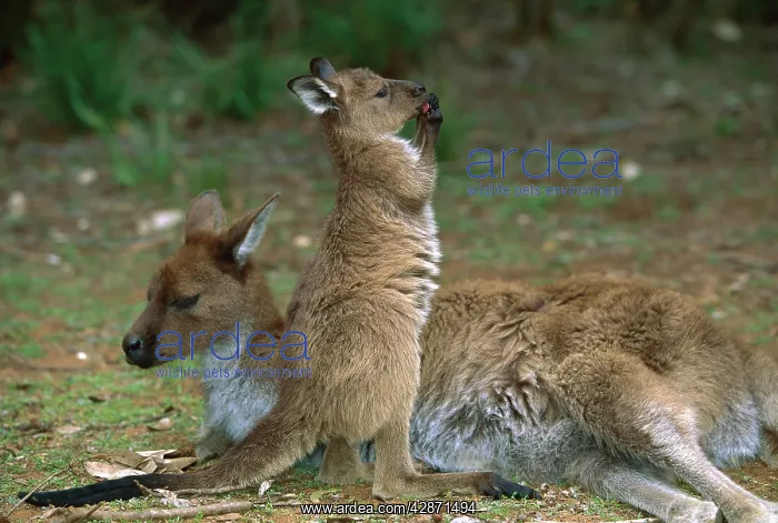 : Kangaroo Island Western Grey Kangaroo - Mother and young : Kangaroo Island Western Grey Kangaroo - Mother and young