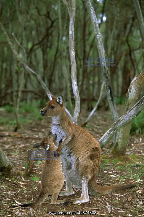 : Kangaroo Island Western Grey Kangaroo - Mother and young : Kangaroo Island Western Grey Kangaroo - Mother and young