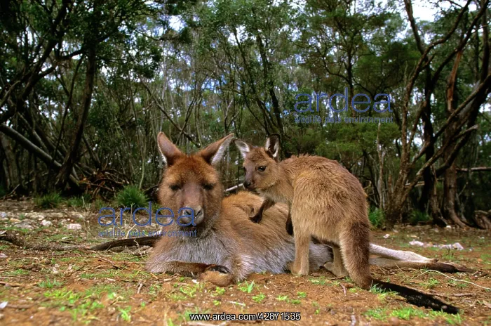 : Kangaroo Island Western Grey Kangaroo - Mother and young : Kangaroo Island Western Grey Kangaroo - Mother and young
