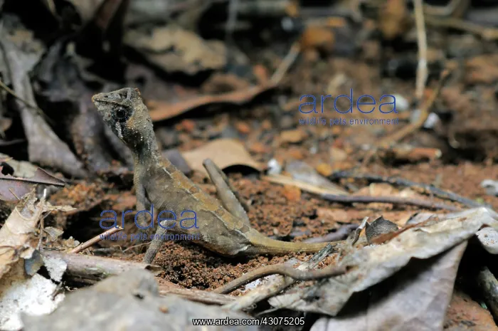  : Kangaroo Lizard Laying Eggs
