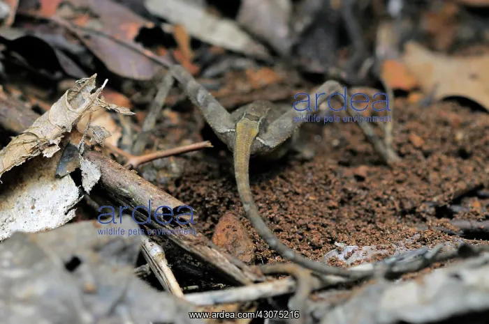 : Kangaroo Lizard Laying Eggs : Kangaroo Lizard Laying Eggs