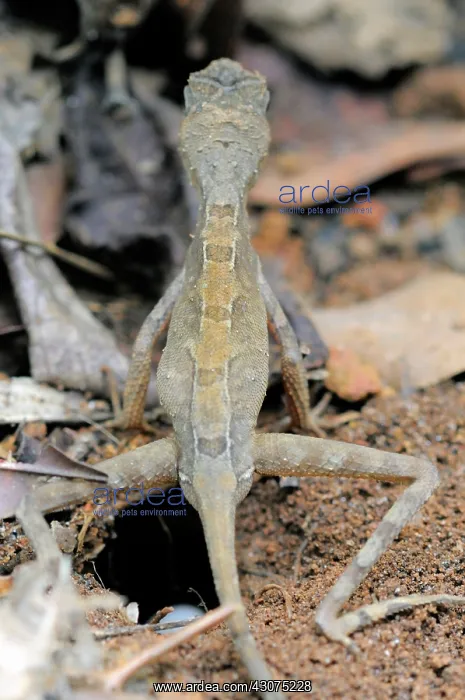 : Kangaroo Lizard Laying Eggs : Kangaroo Lizard Laying Eggs