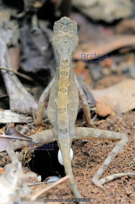 : Kangaroo Lizard Laying Eggs : Kangaroo Lizard Laying Eggs