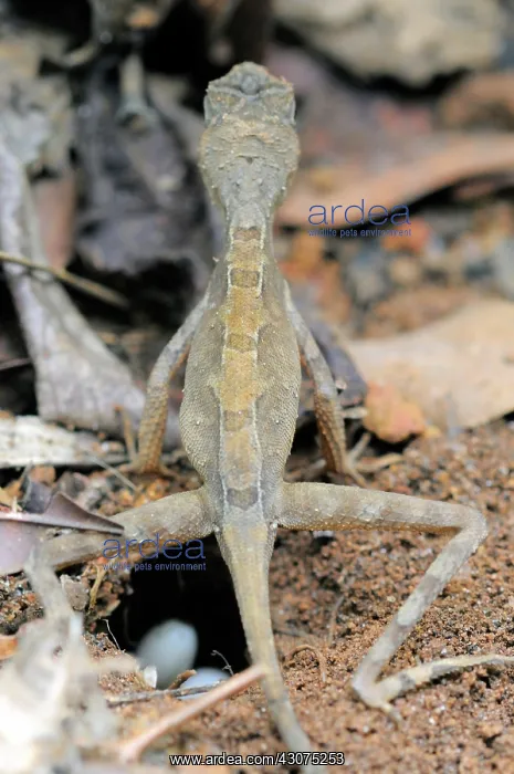  : Kangaroo Lizard Laying Eggs