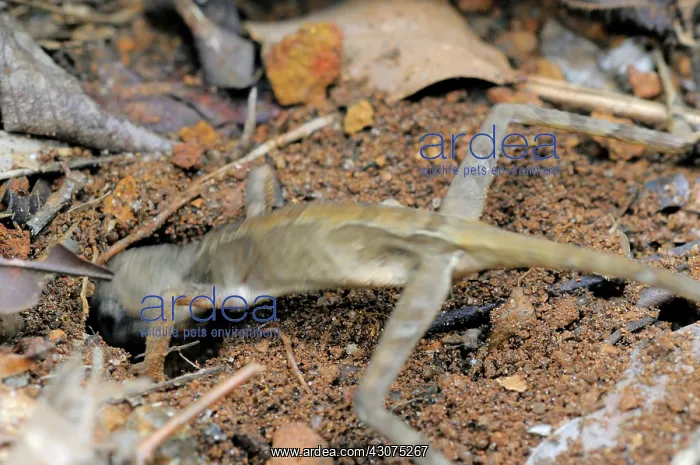 : Kangaroo Lizard Laying Eggs : Kangaroo Lizard Laying Eggs