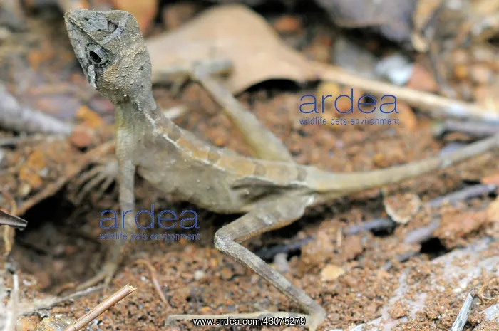 : Kangaroo Lizard Laying Eggs : Kangaroo Lizard Laying Eggs