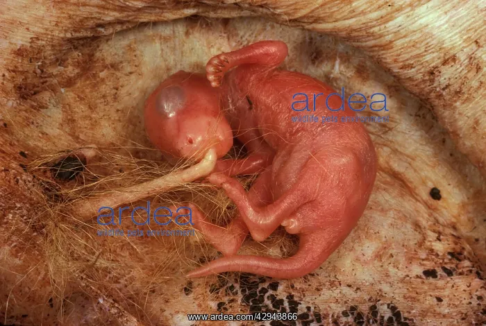 : Kangaroo - macropod reproduction (Macropus sp.) : Kangaroo - macropod reproduction (Macropus sp.)