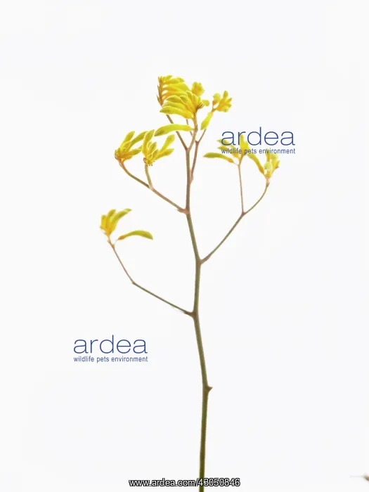 : Kangaroo paw : Kangaroo paw