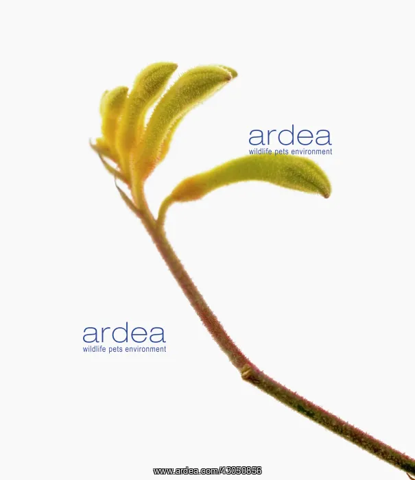  : Kangaroo paw