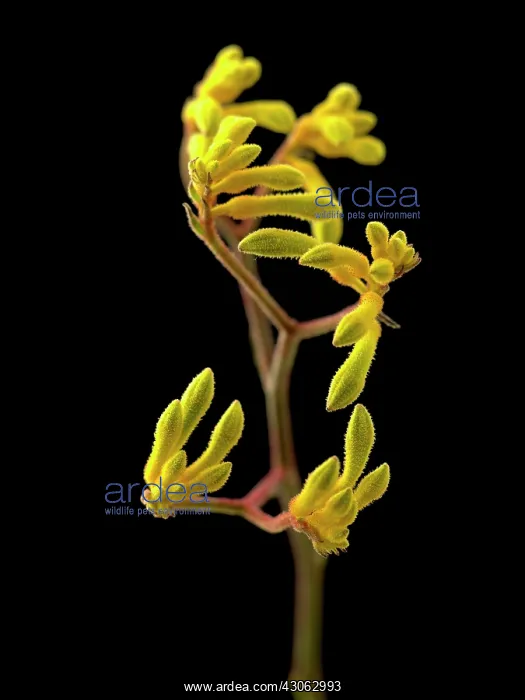 : Kangaroo paw : Kangaroo paw