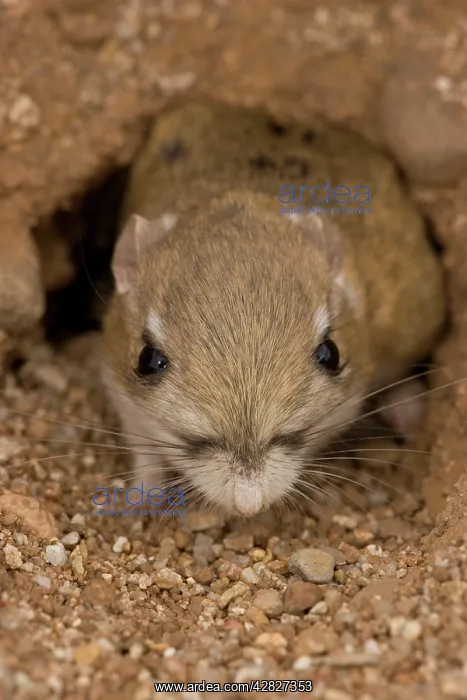 : Kangaroo Rat - Close-up of head and face, coming : Kangaroo Rat - Close-up of head and face, coming