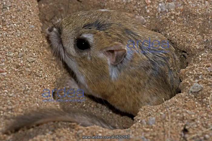 : Kangaroo Rat - Emerging from hole in sand : Kangaroo Rat - Emerging from hole in sand