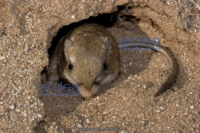 : Kangaroo Rat - Emerging from hole in sand : Kangaroo Rat - Emerging from hole in sand