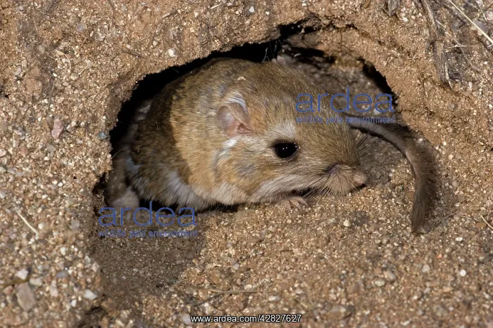 : Kangaroo Rat - Emerging from hole in sand : Kangaroo Rat - Emerging from hole in sand