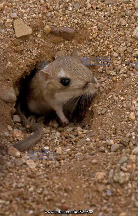 : Kangaroo Rat - Emerging from hole in sand : Kangaroo Rat - Emerging from hole in sand