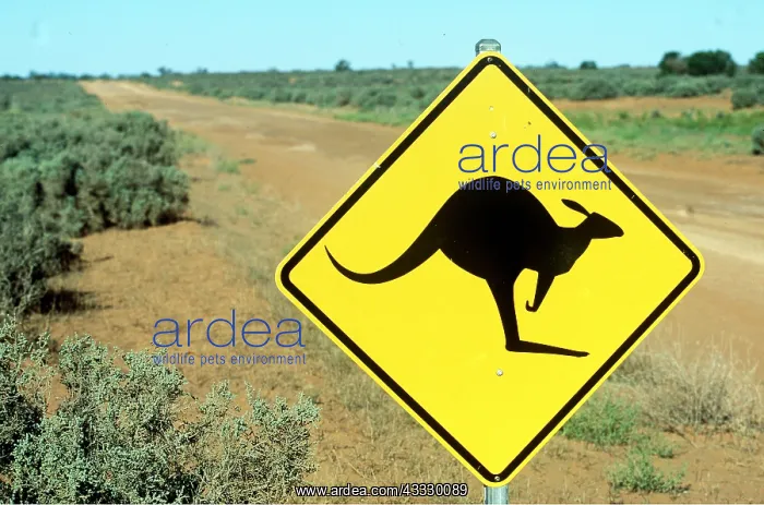 : KANGAROO ROAD SIGN - Warning of kangaroos crossing the road : KANGAROO ROAD SIGN - Warning of kangaroos crossing the road