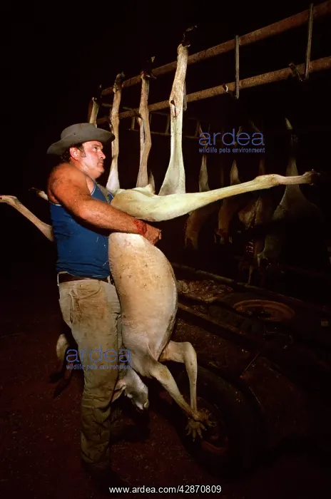 : Kangaroo shooter (licensed) hanging up large male : Kangaroo shooter (licensed) hanging up large male
