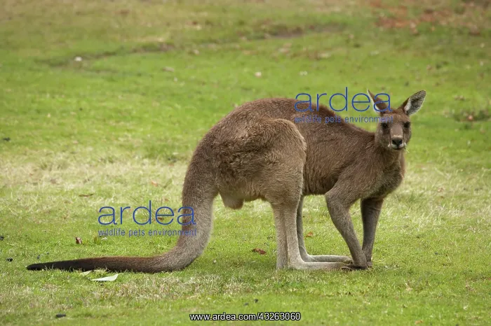: Kangaroo, Trial Bay, New South Wales, Australia : Kangaroo, Trial Bay, New South Wales, Australia