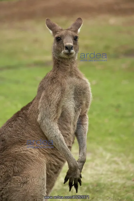 : Kangaroo, Trial Bay, New South Wales, Australia : Kangaroo, Trial Bay, New South Wales, Australia