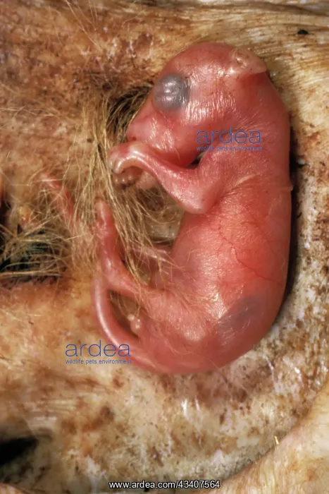 : Kangaroo, about four weeks old - Attached to teat in pouch : Kangaroo, about four weeks old - Attached to teat in pouch