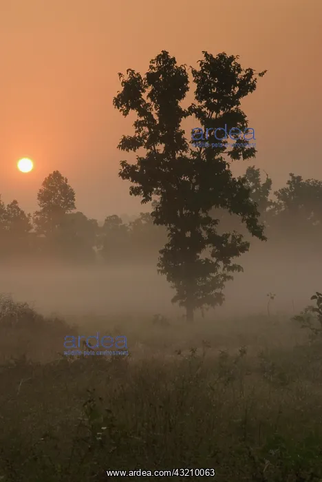 : Kanha NP, India. Early morning, rising sun : Kanha NP, India. Early morning, rising sun