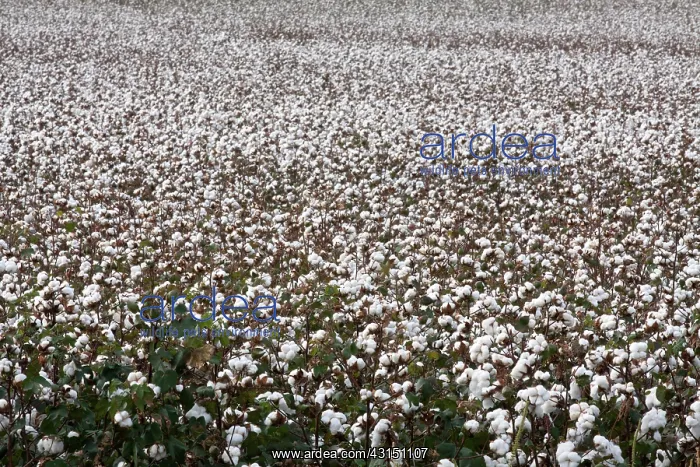 : Kansas Cotton field : Kansas Cotton field