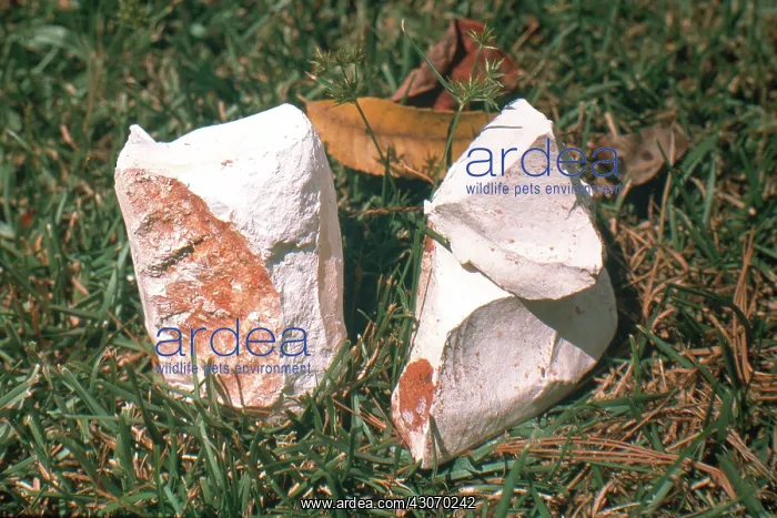 : Kaolinite, also called kaolin, is a valuable white clay mined in Georgia : Kaolinite, also called kaolin, is a valuable white clay mined in Georgia