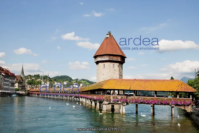 : Kapellbruecke Bridge or Chapel Bridge, Chapel Bridge : Kapellbruecke Bridge or Chapel Bridge, Chapel Bridge