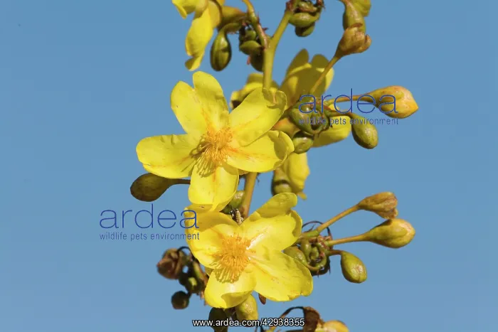 : Kapok Flower : Kapok Flower