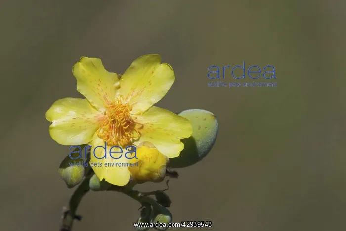 : Kapok flower : Kapok flower