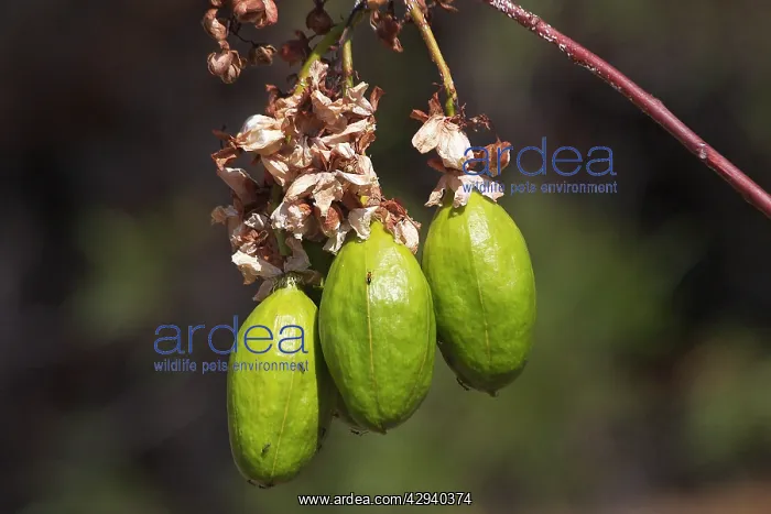 : Kapok - After flowering green barrel-shaped fruits : Kapok - After flowering green barrel-shaped fruits