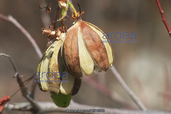 : Kapok - Mature fruit splitting and releasing silky : Kapok - Mature fruit splitting and releasing silky