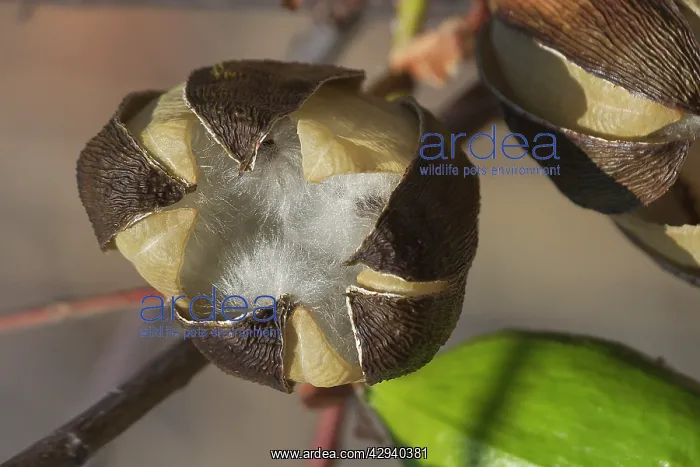 : Kapok - Mature fruit splitting and releasing silky : Kapok - Mature fruit splitting and releasing silky