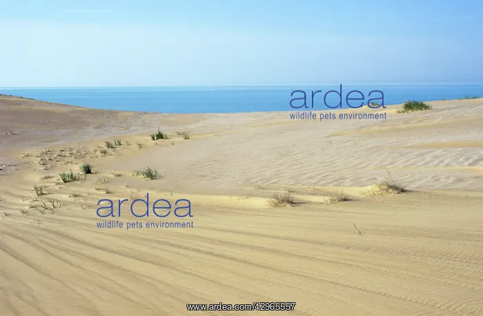 : Karakum Desert - sand dunes - encroaching on Caspian : Karakum Desert - sand dunes - encroaching on Caspian
