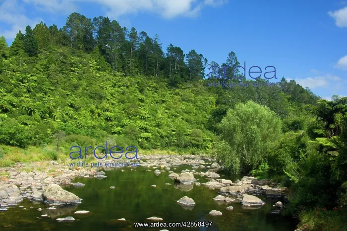 : Karangahake Gorge - river flowing through Karangahake : Karangahake Gorge - river flowing through Karangahake