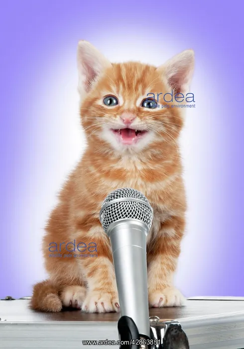 : Karaoke Cat - Ginger Tabby kitten singing into microphone : Karaoke Cat - Ginger Tabby kitten singing into microphone
